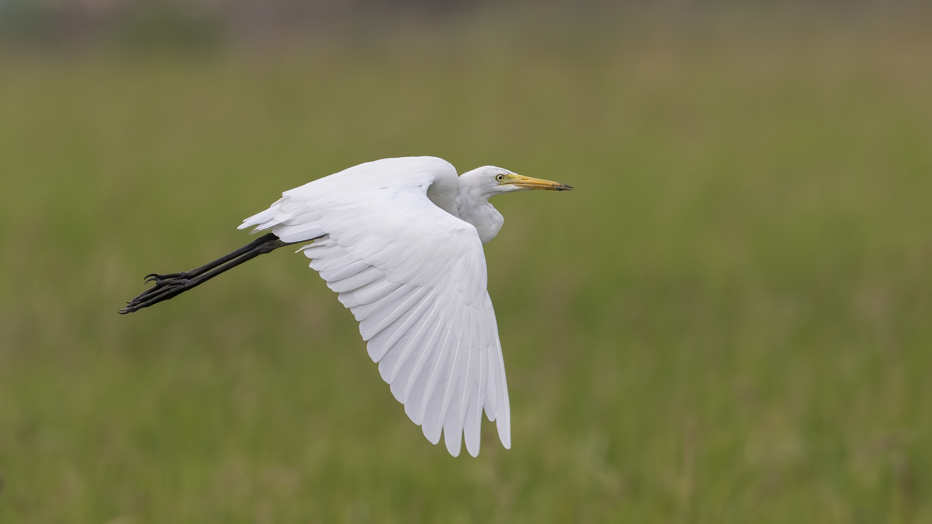 Great Egret